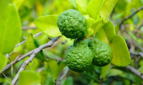 Citrus Bliss™ kézkrém