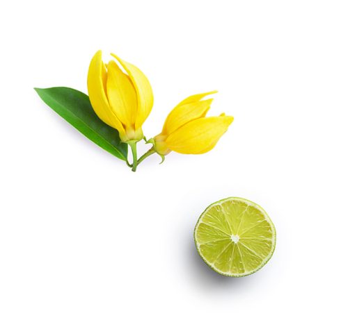 Ajakbalzsam – Trópusi