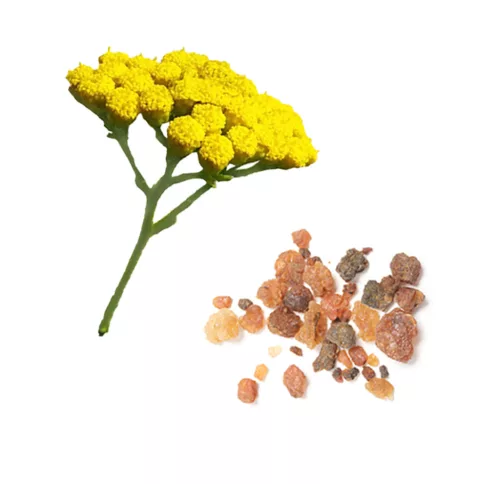 dōTERRA Balance™ Touch